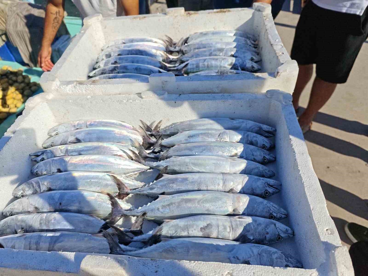 Palamut Sezonu Akçakoca\'da Başladı