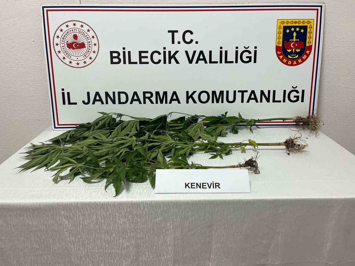 Bilecik\'te Yasadışı Kenevir Ekimi Yakalandı