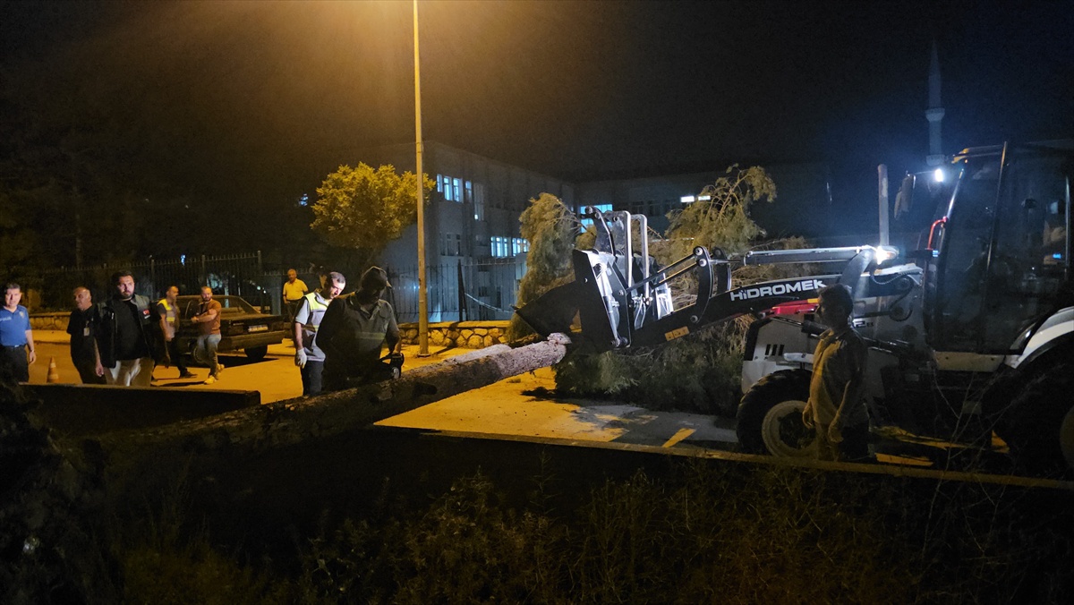 Rüzgar Devrilen Ağaç Park Halindeki Araçlara Zarar Verdi