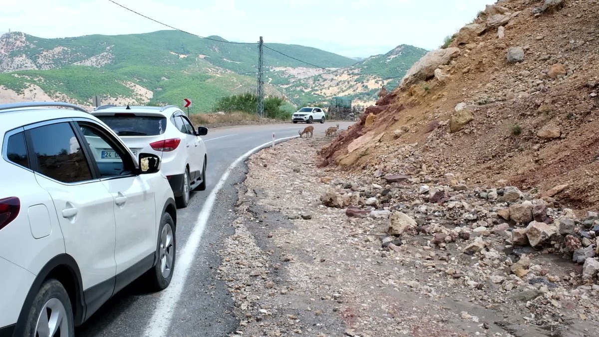 Tunceli\'de Dağ Keçileri Yolda Görüntülendi