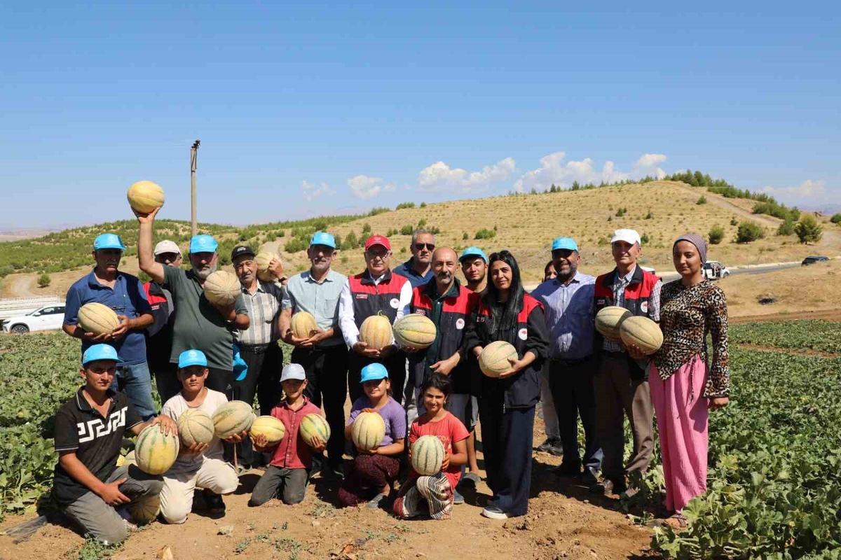 Elazığ\'da Kavun Hasadı Başladı