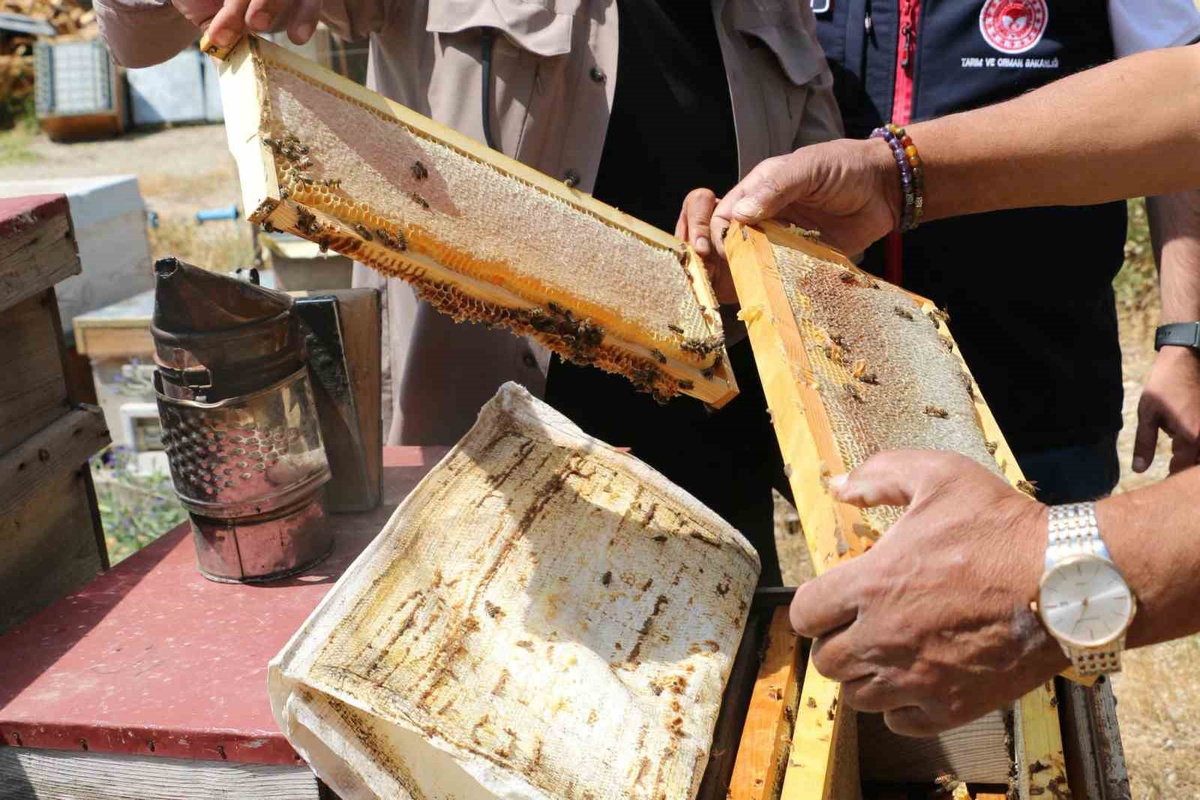 Erzincan\'da Bal Hasadı Sezonu Başladı