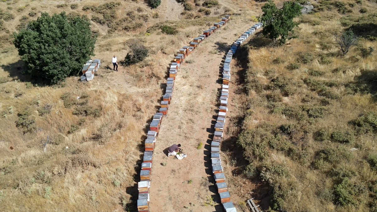 Elazığ Geven Balında Hasat Sezonu Başladı