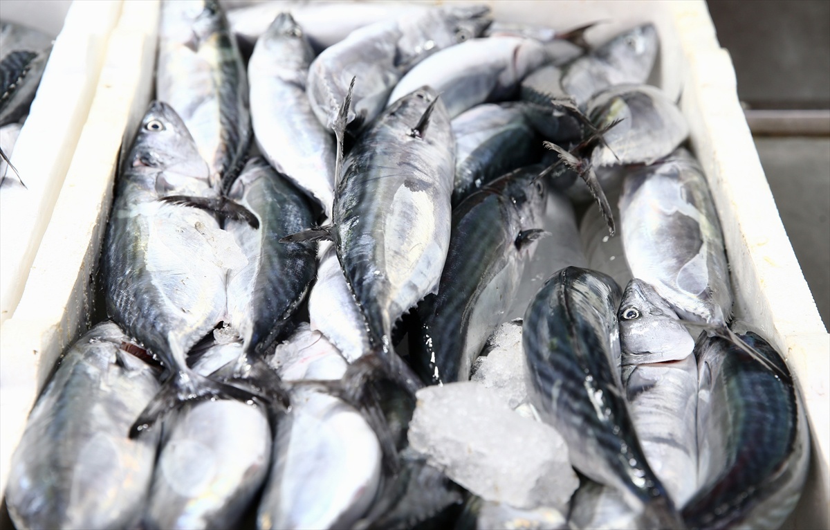 Giresun\'da Palamut Sezonu Başladı