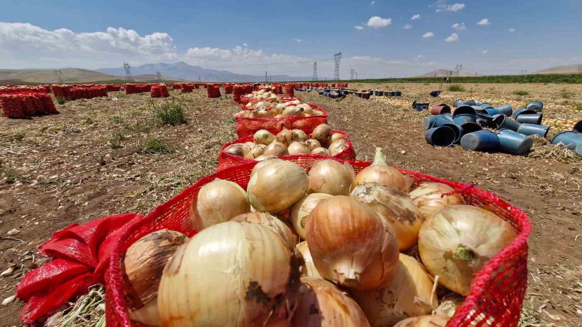 Karaman\'da Soğan Hasadı Başladı