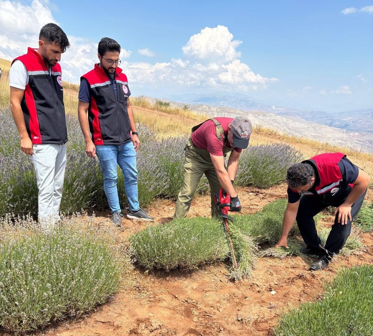 Erzincan\'da Lavanta Hasadı Başladı