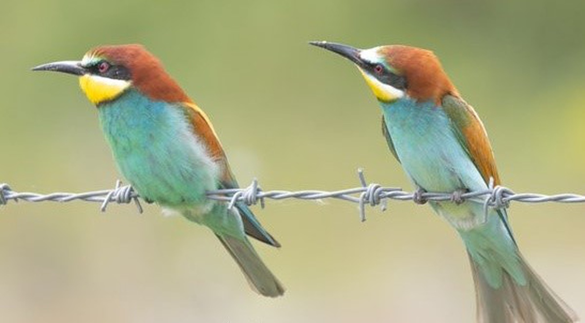 Savcı Vedat Soğukpınar\'ın Kuş Fotoğrafçılığı