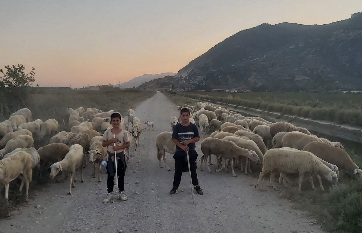 Yaralı Karaleylek Tedavi Altına Alındı