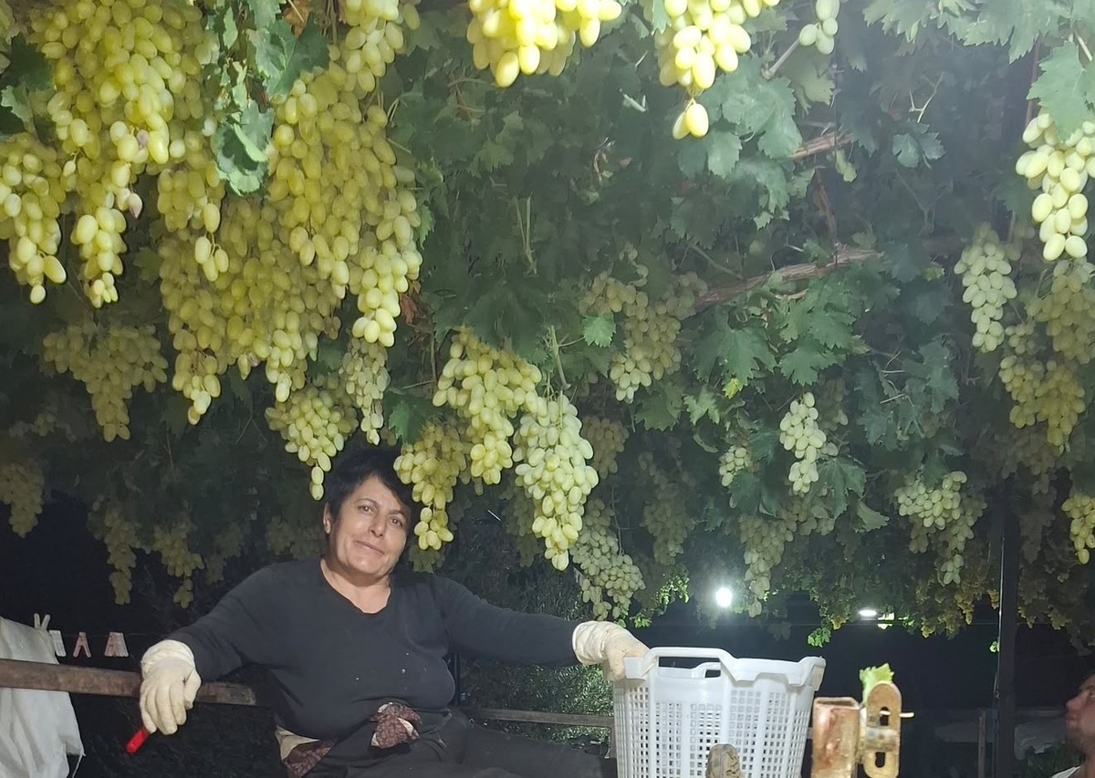 Sarıgöl\'de Gece Üzüm Hasadı