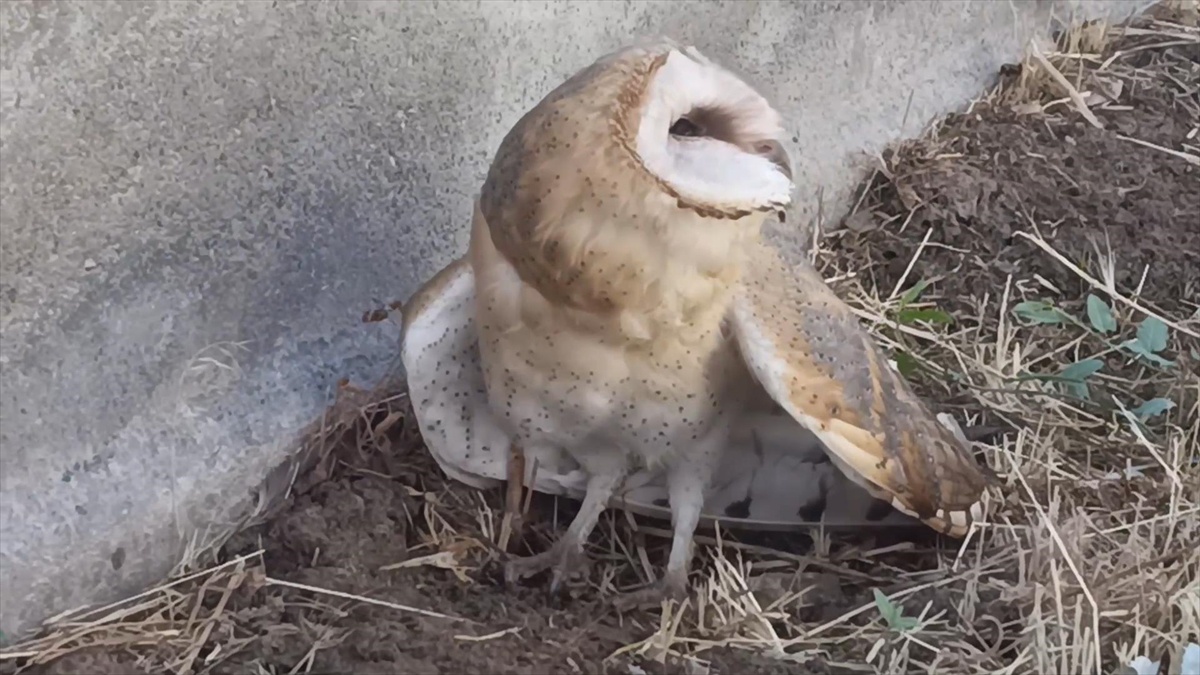 Yaralı Peçeli Baykuş Bulundu