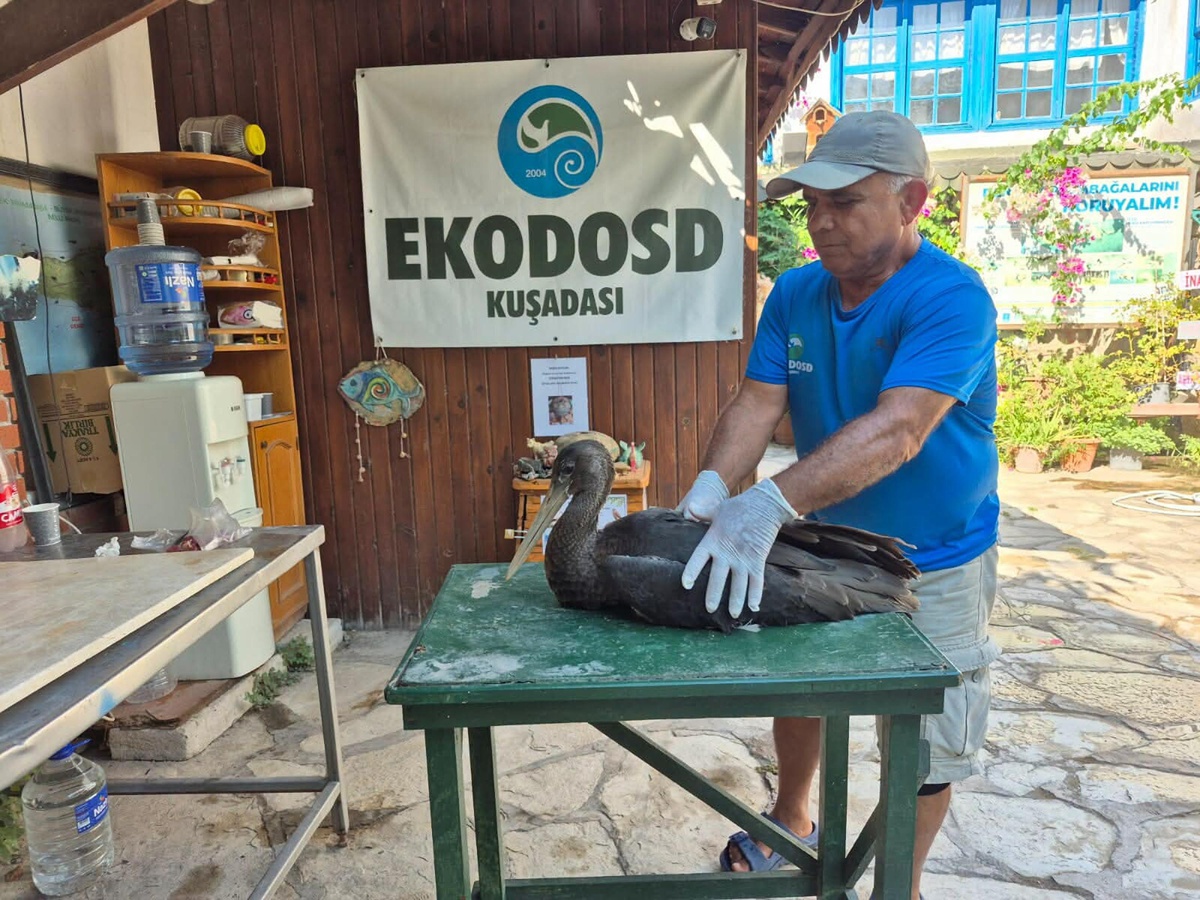 Söke\'de Uçamaz Haldeki Karaleylek Kurtarıldı