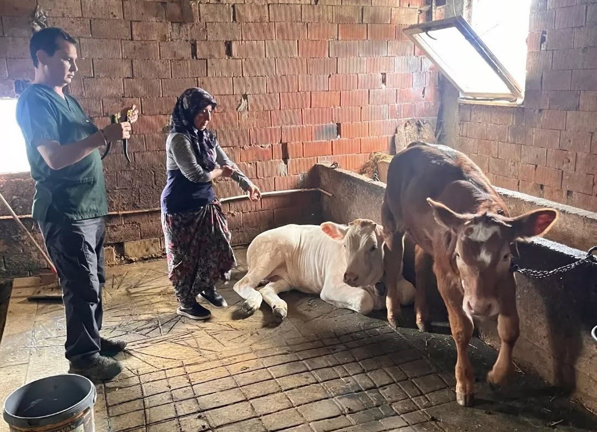 Buzağıların Küpeleme İşlemleri Tamamlandı