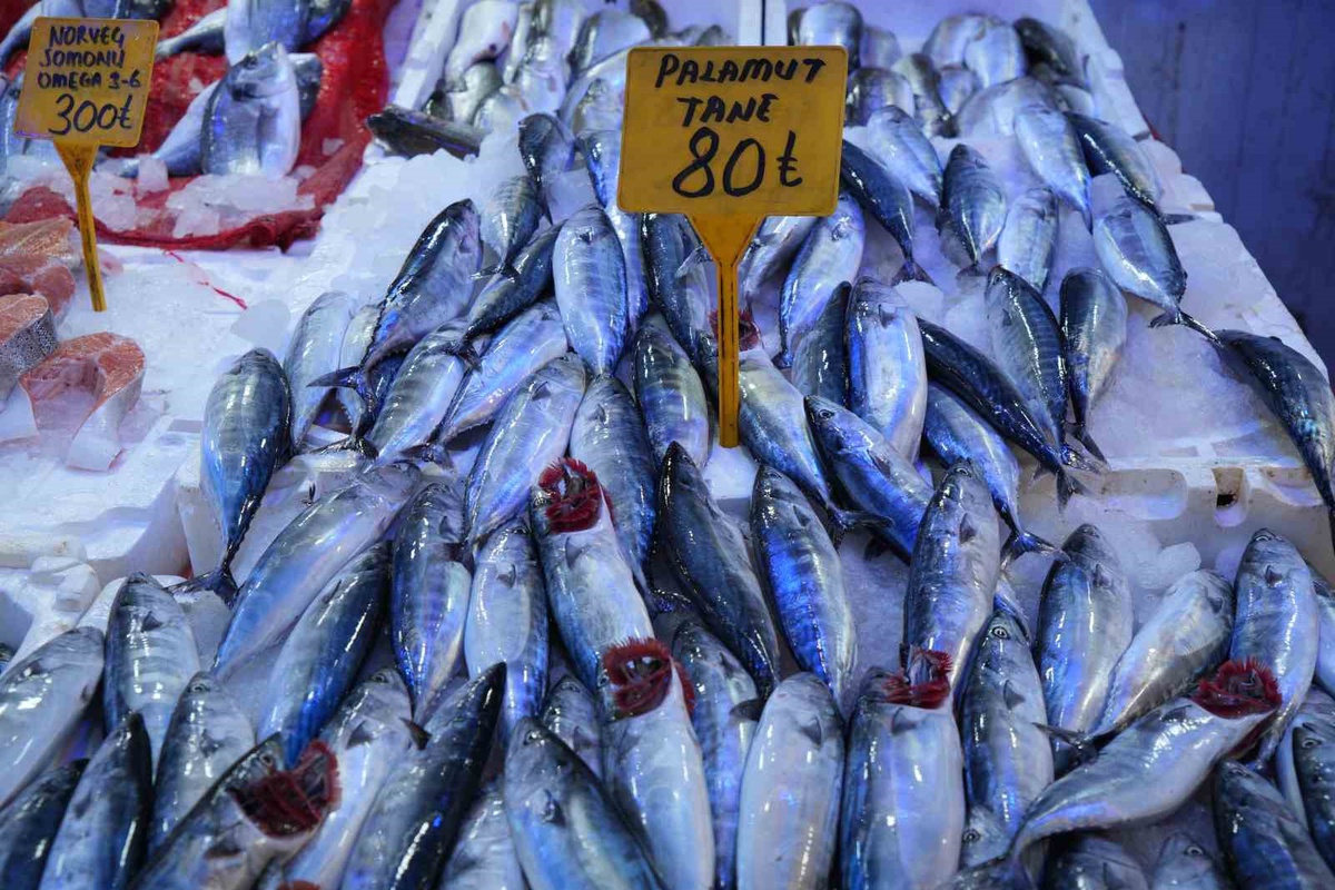 Samsun\'da Palamut Bolluğu