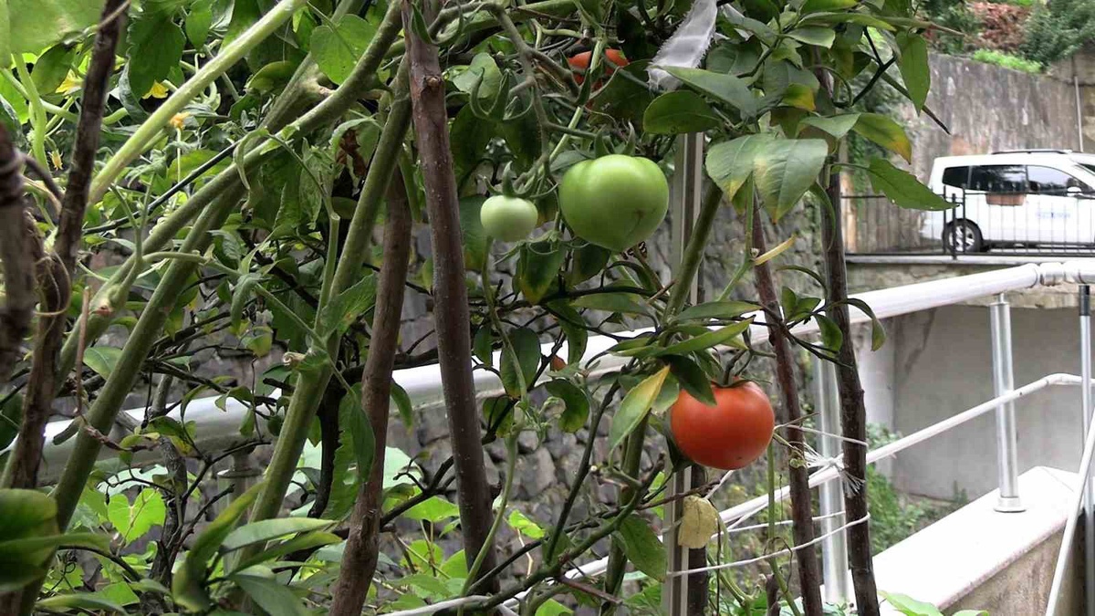 Rizeli Çiftin Balkon Botanik Bahçesi