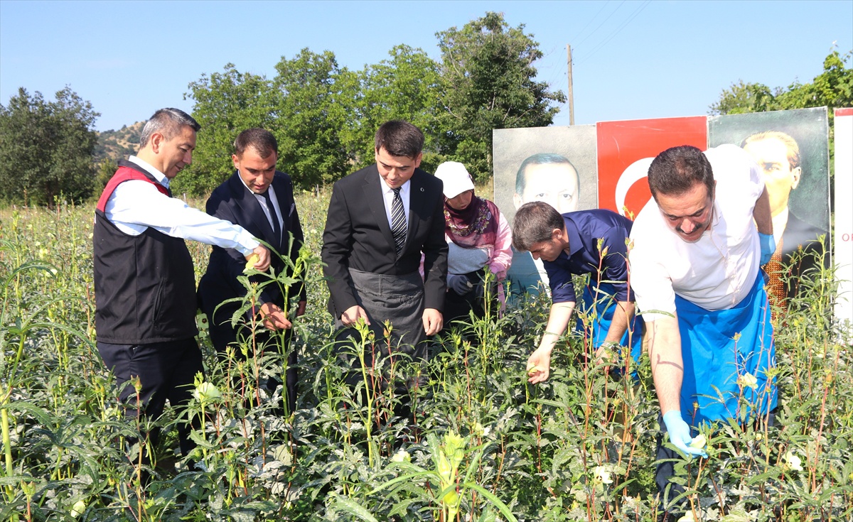 Çiçek Bamyası Hasadı Etkinliği