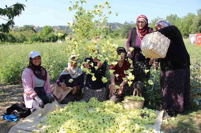 Bir ilçenin kaderini değiştiren ürün! Altından daha kolay satılıyor
