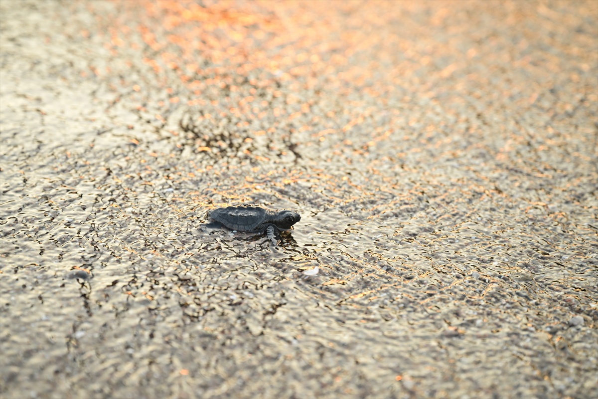 Caretta Caretta Yavruları Denize Kavuştu