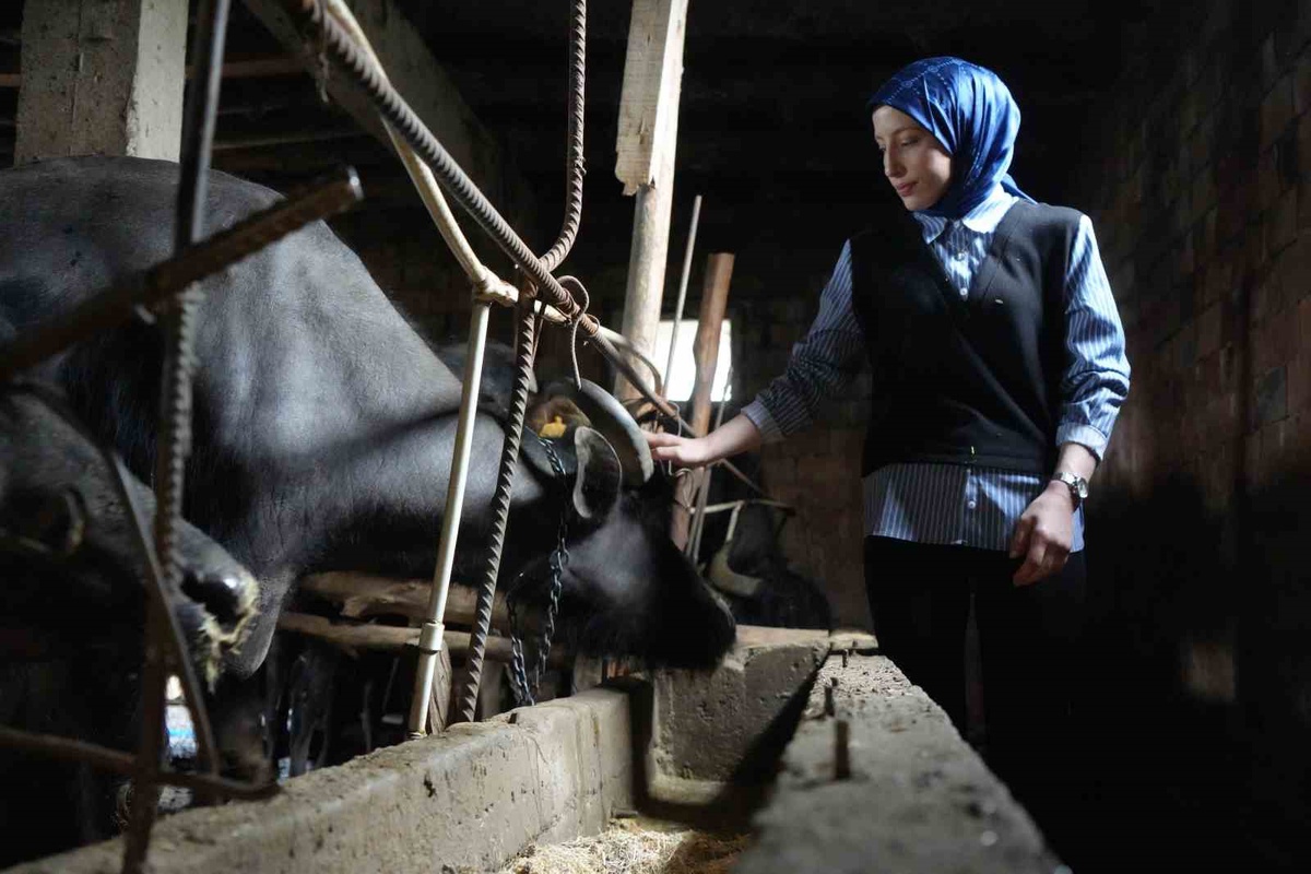 Bayburt\'ta Kadın Manda Yetiştiricisi
