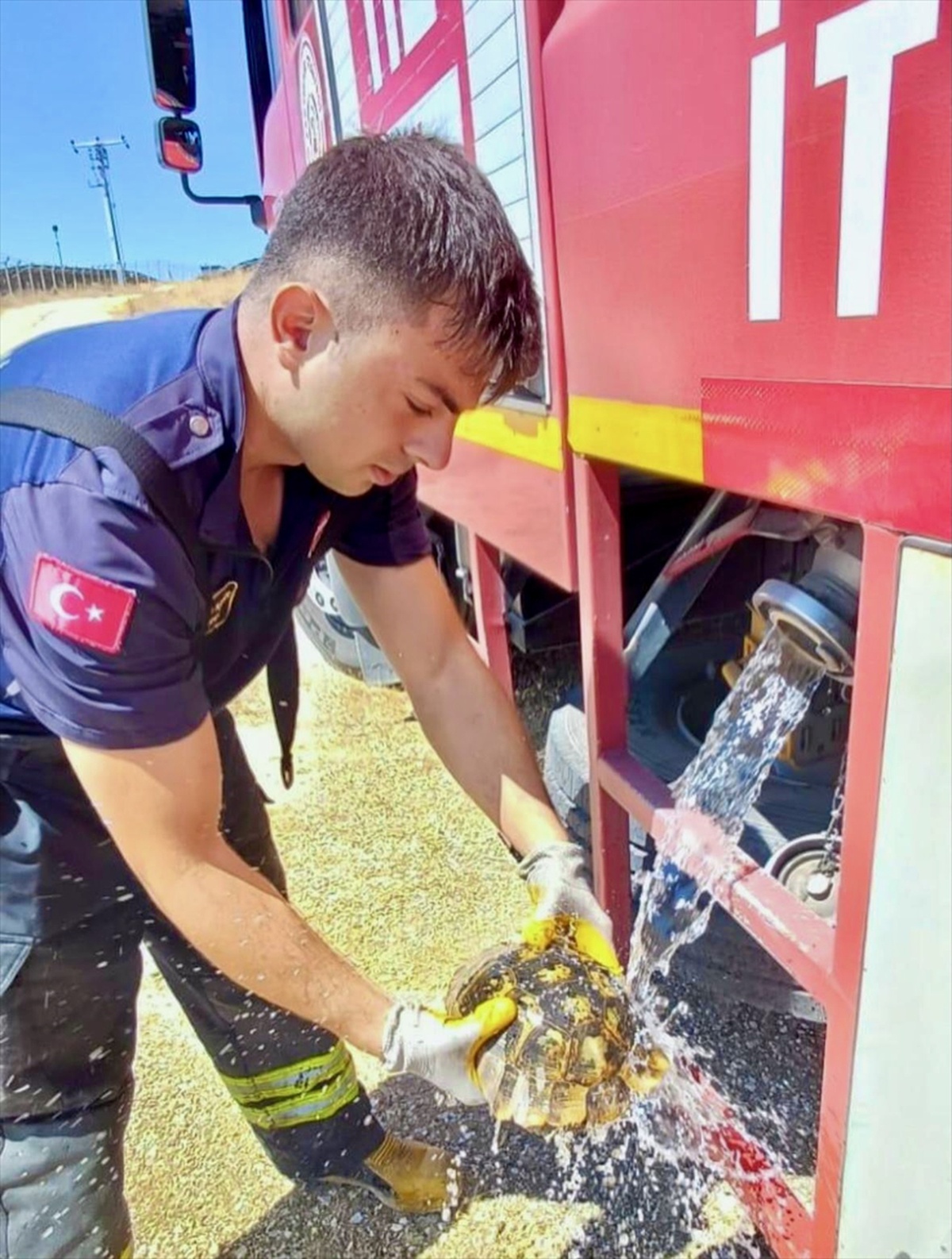 Yangından Kurtarılan Kaplumbağa