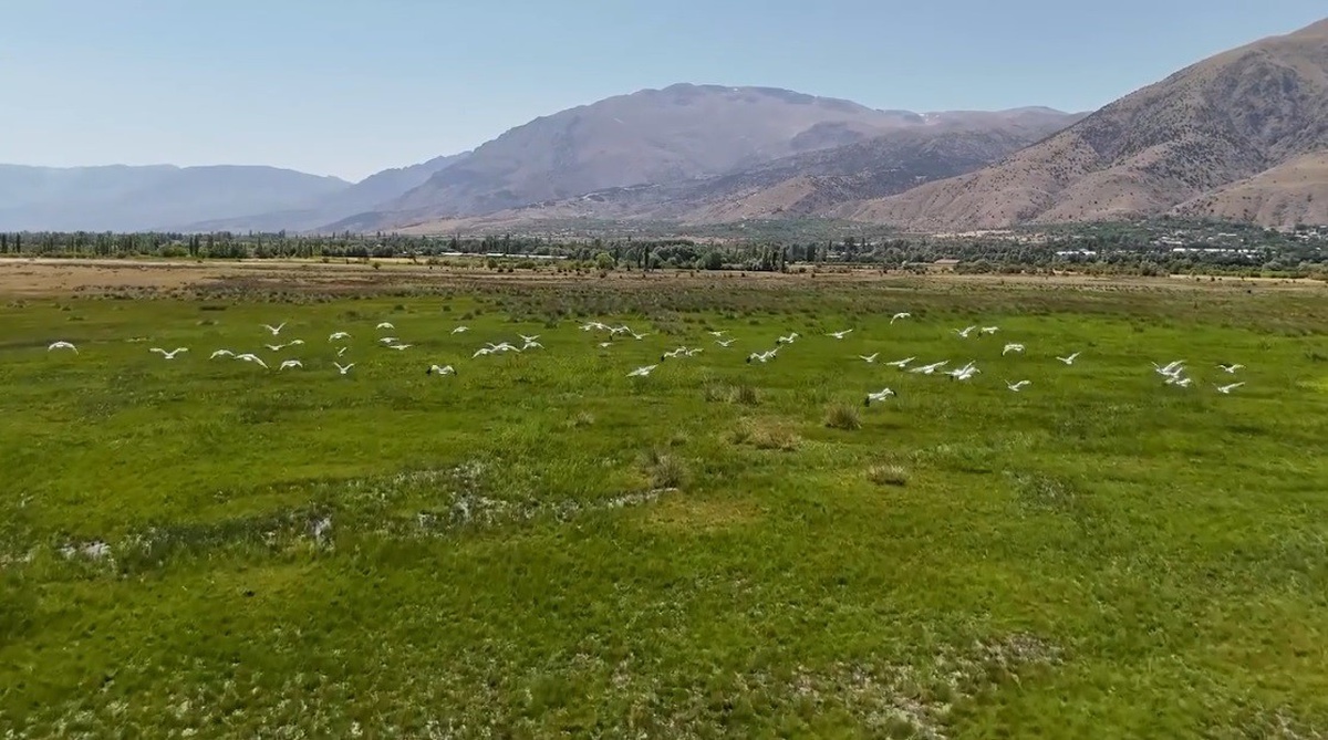 Leylekler Erzincan\'da Mola Verdi
