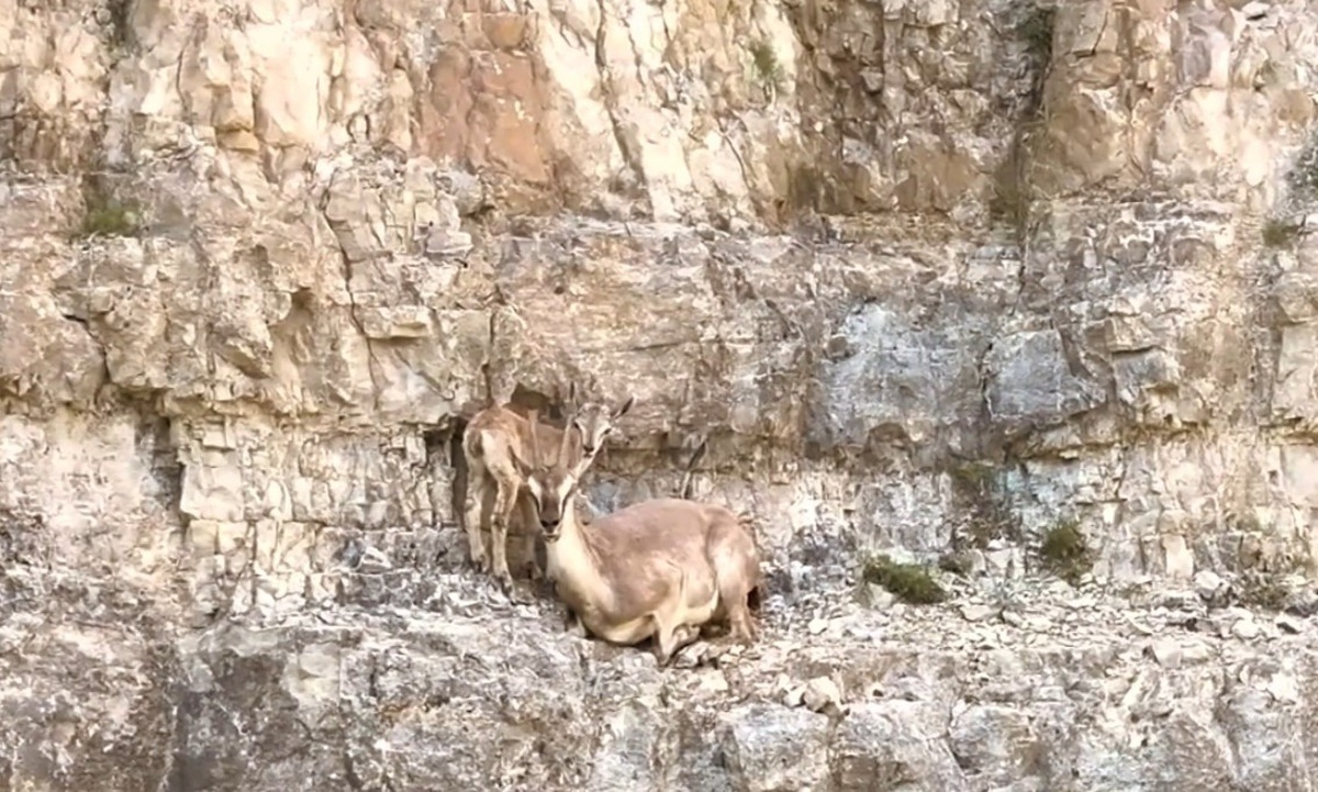 Yaban Keçisi Annesinin Eğitimi