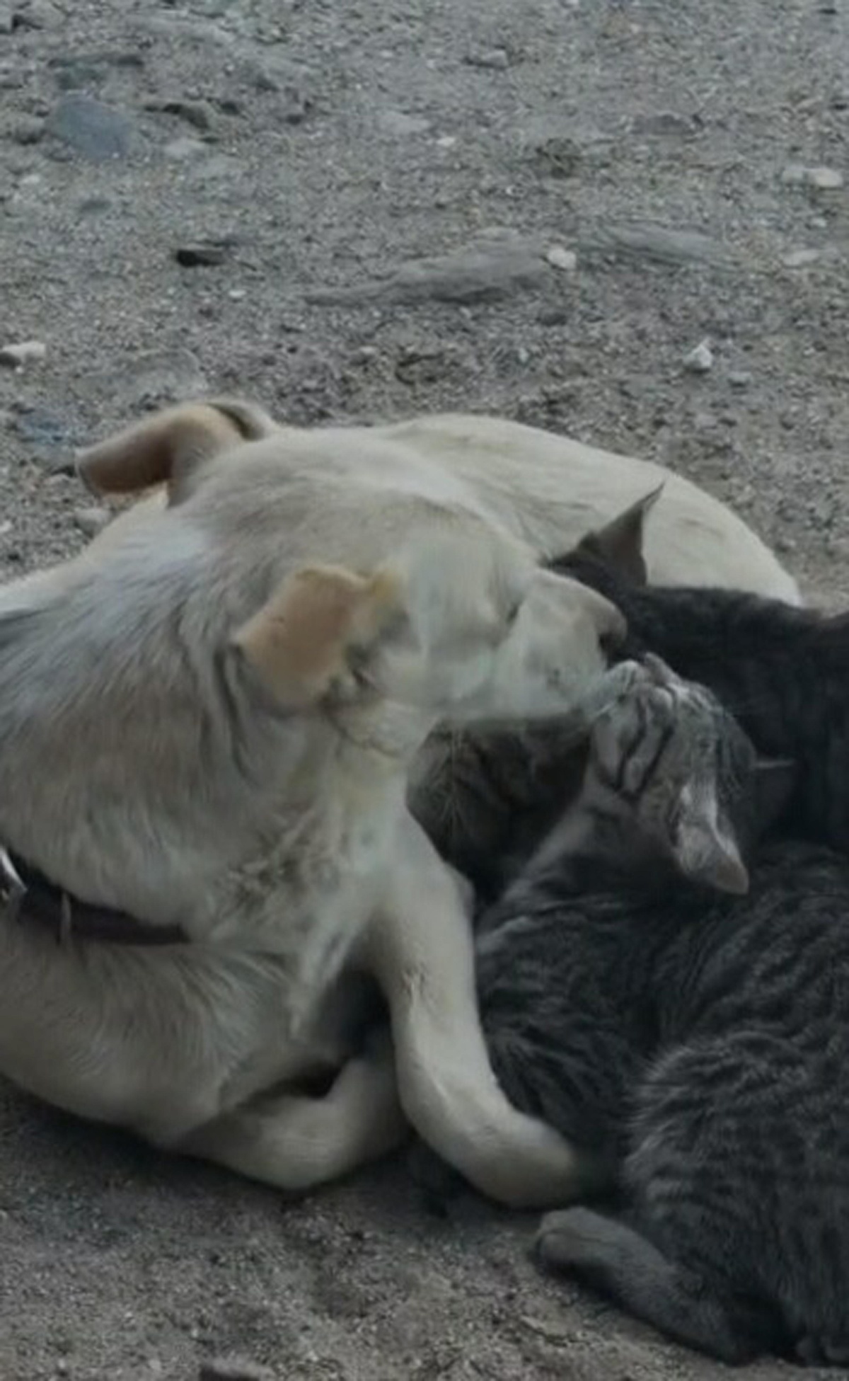 Köpek Yavru Kedilere Anne Şefkati Gösterdi