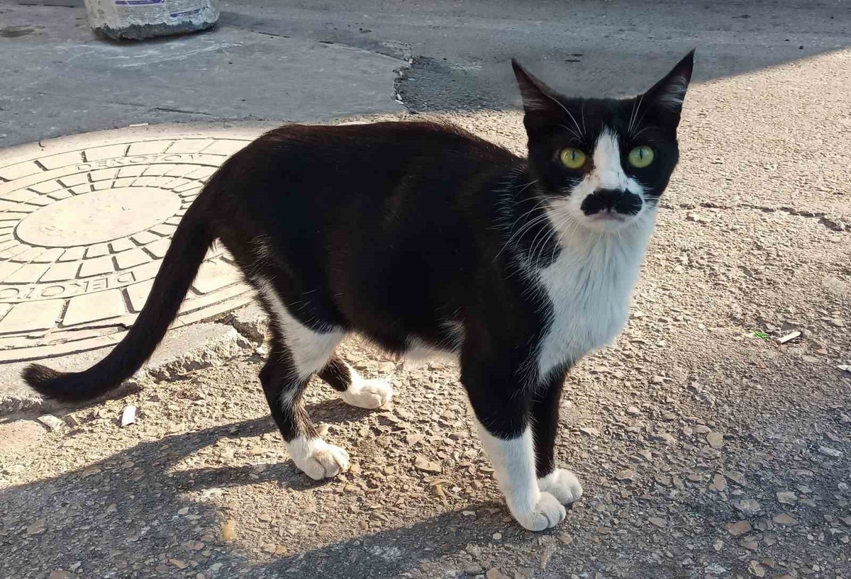 Pala Bıyıklı Sokak Kedisi Samsun\'da İlgi Odağı