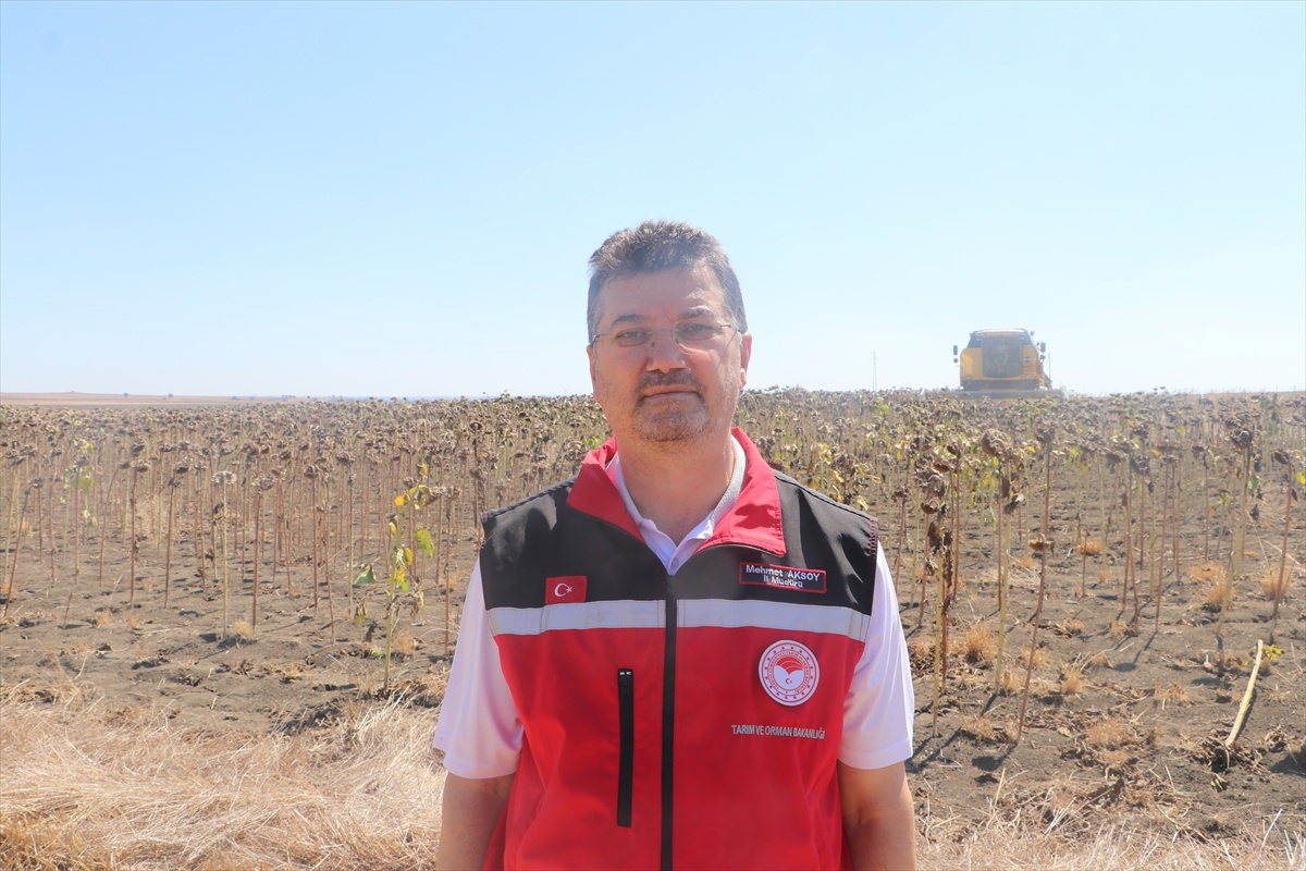 Tekirdağ\'da Ayçiçeği Çeşitleri Denemesi