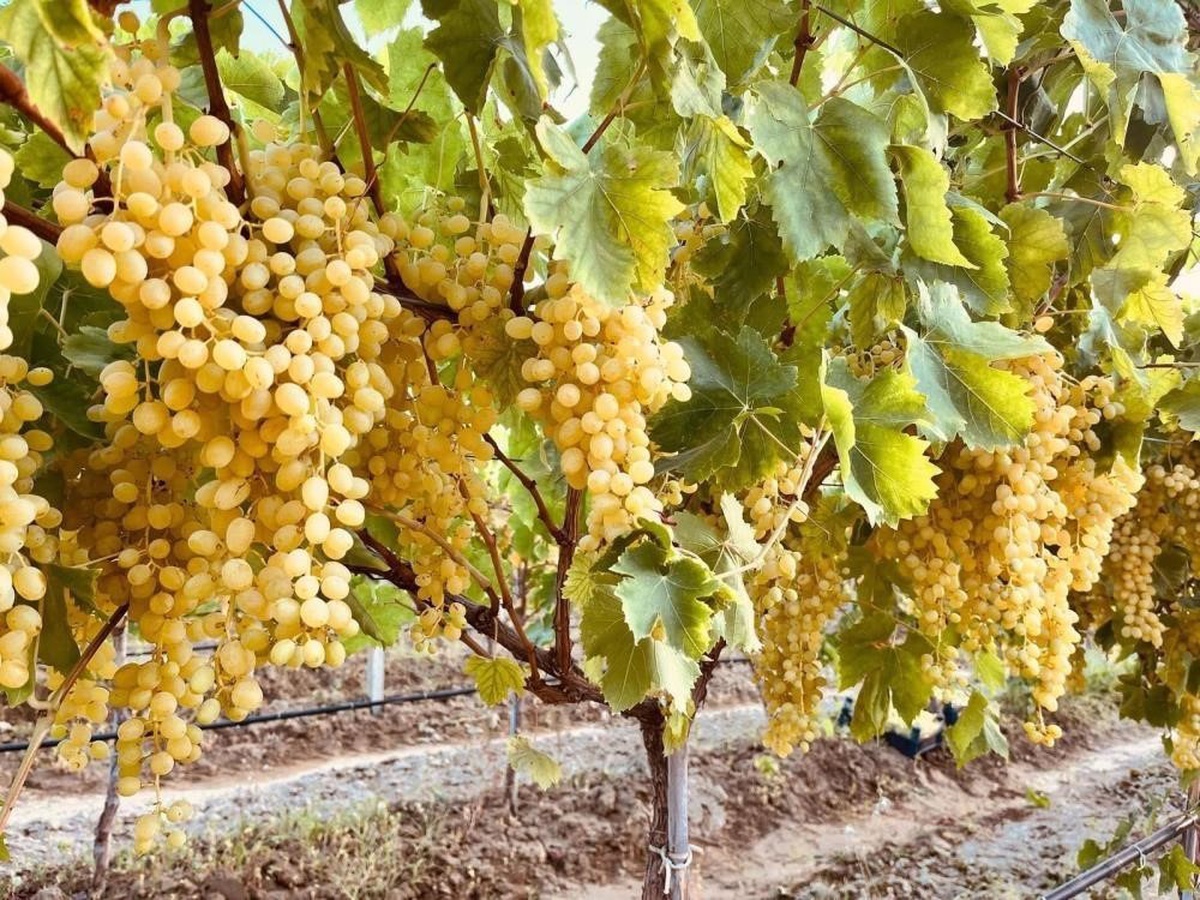 Bağ Üreticilerine İlaçlama Uyarısı
