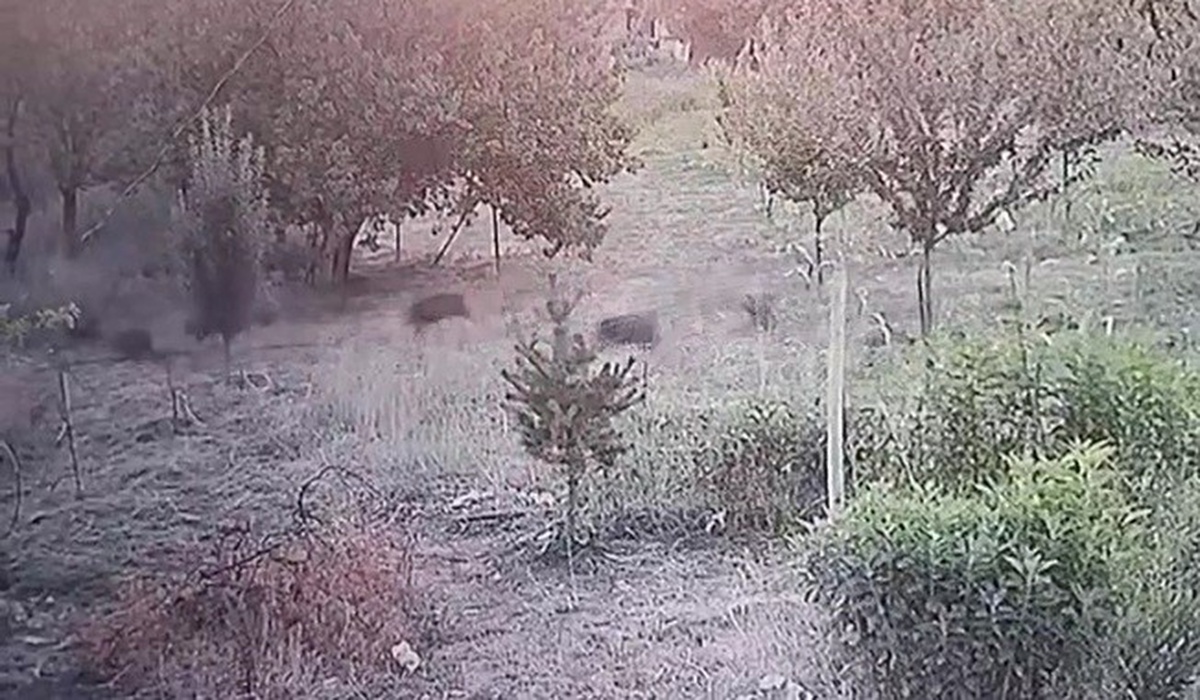 Domuz Sürüsü Kayısı Bahçesine Girdi