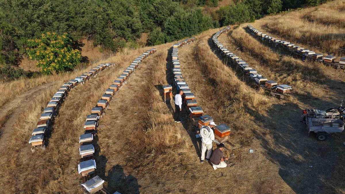 Elazığ\'da Bal Üretiminde Rekor Artış