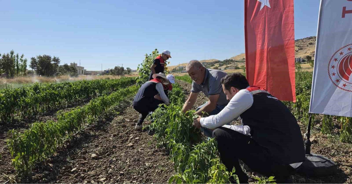 Şırnak\'ta Tarımsal Üretim Artıyor