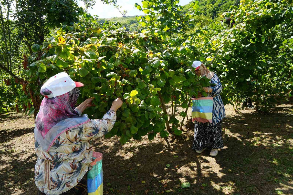 Yeşil altında orta kesim hasadı başladı: Samsun’da 115 bin ton fındık bekleniyor