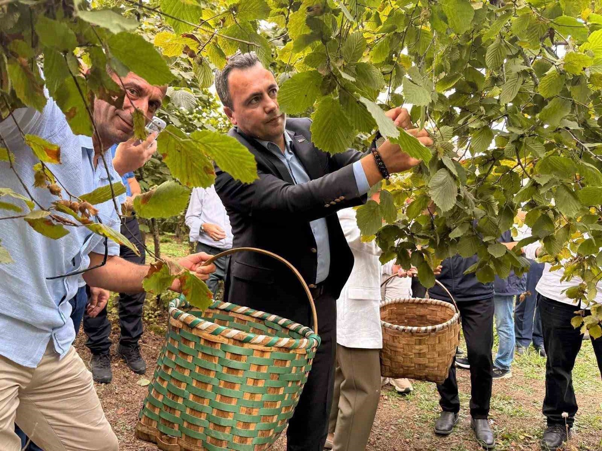 Akçakoca’da fındık bereketi