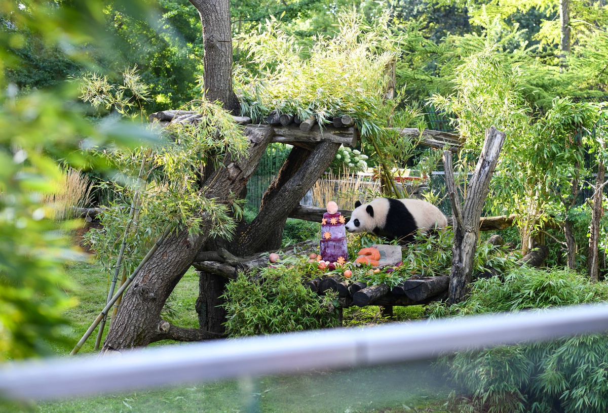 Berlin\'deki Panda İkizleri İkinci Yaşına Girdi