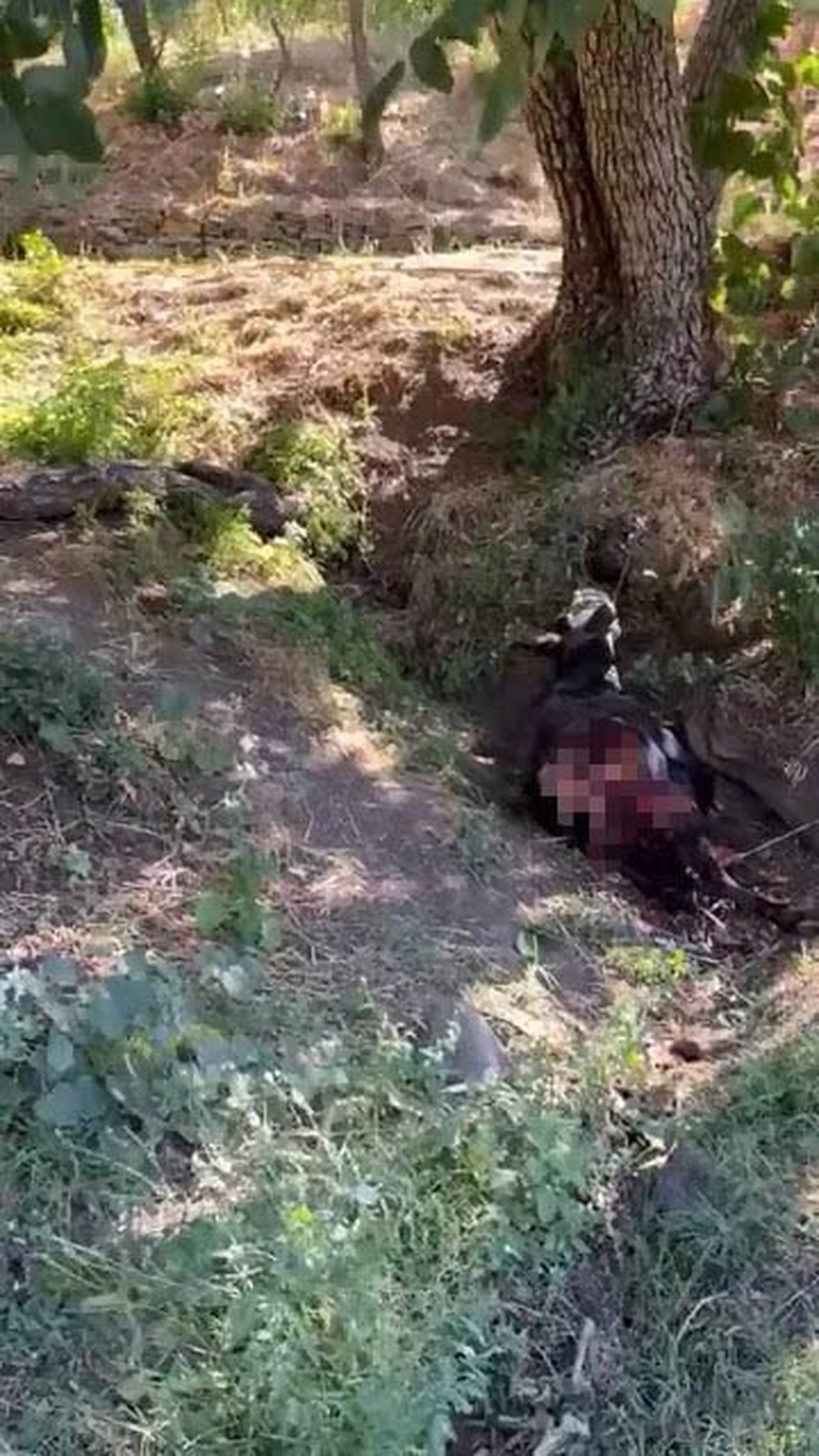 Yarımca\'da Kurt Saldırısı: Eşek Telef Oldu
