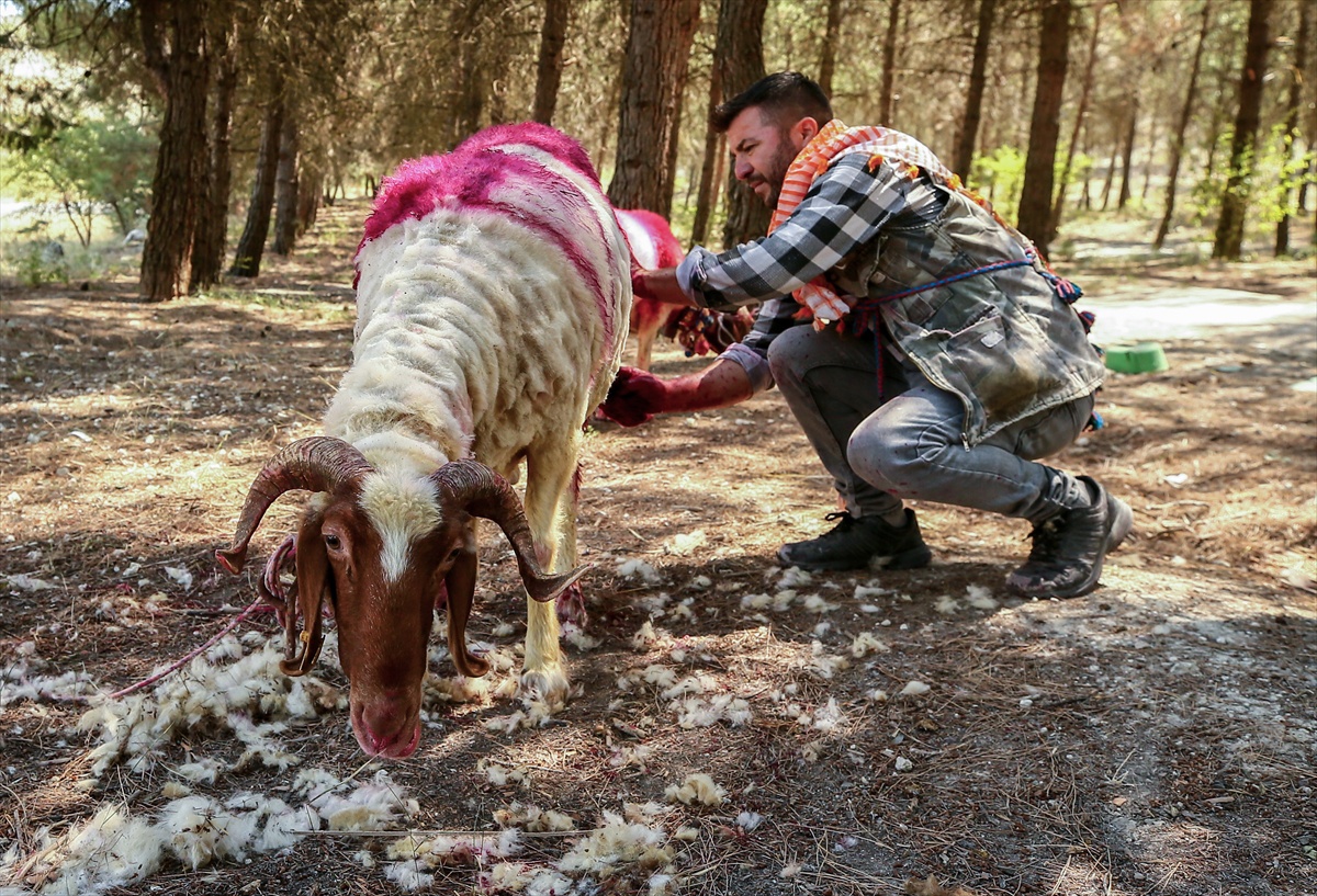 Çal\'da 853 Yıldır Süren Koyun Geçirme Geleneği