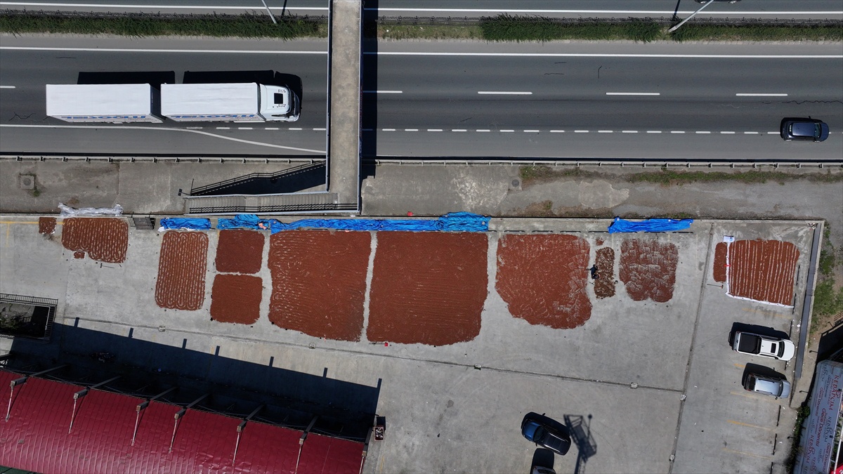 Fındık Üreticileri Sahil Yolunda Kurutma Yapıyor