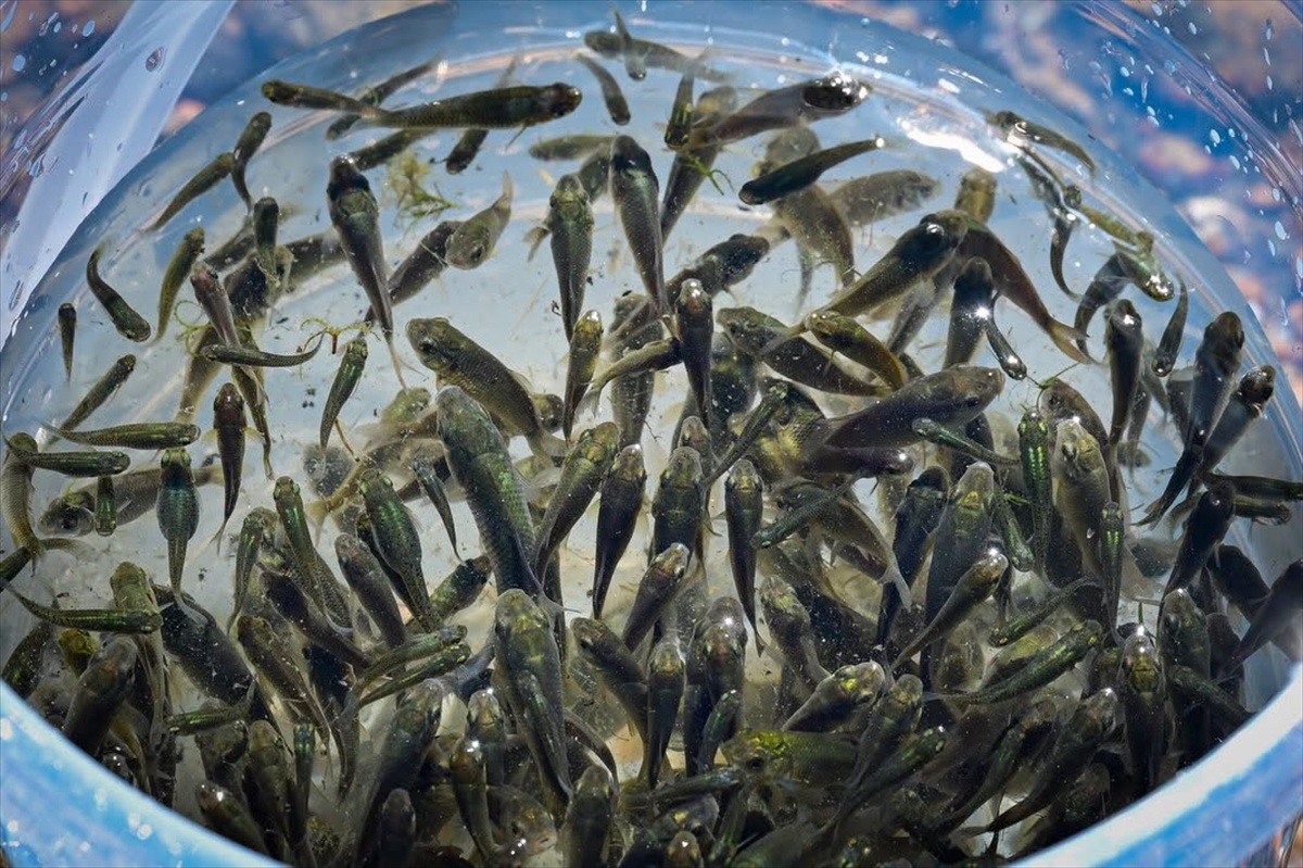 Kırklareli Barajı\'na Sazan Yavrusu Salındı
