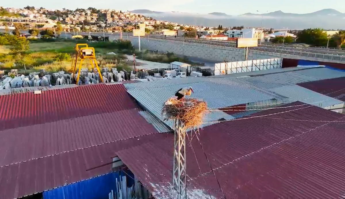 Kuşadası\'nda Leylek Yuvası Sevinci ve Yaralı Kuşlar