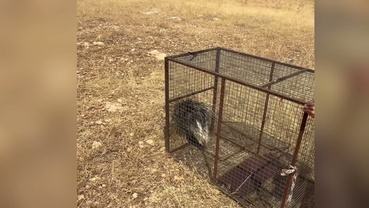 Oklu Kirpi Doğaya Döndü