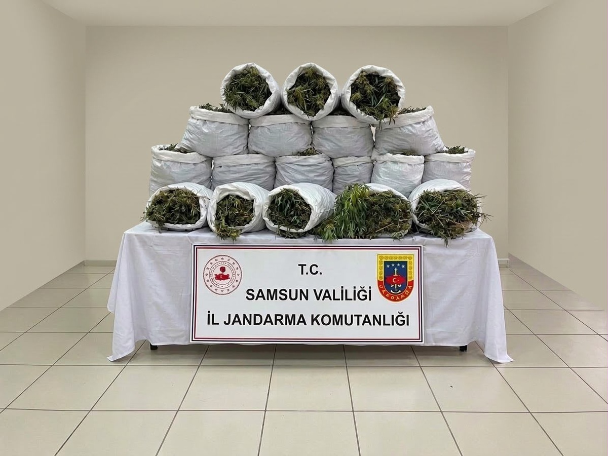 Bafra\'da 1.757 Kök Kenevir ve 138 Kg Esrar Ele Geçirildi