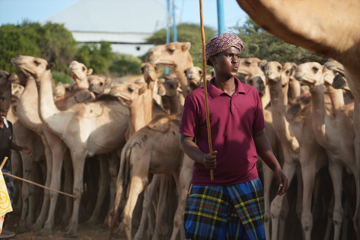 Somali\'de 1538 Deve Kurban Edilecek
