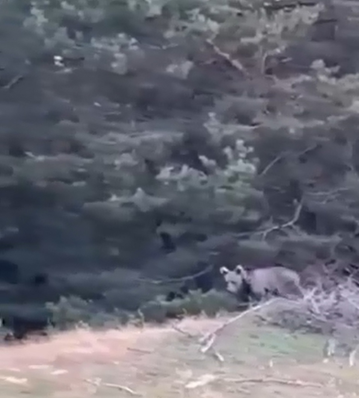 Çoban Yavru Ayıyı Görüntüledi