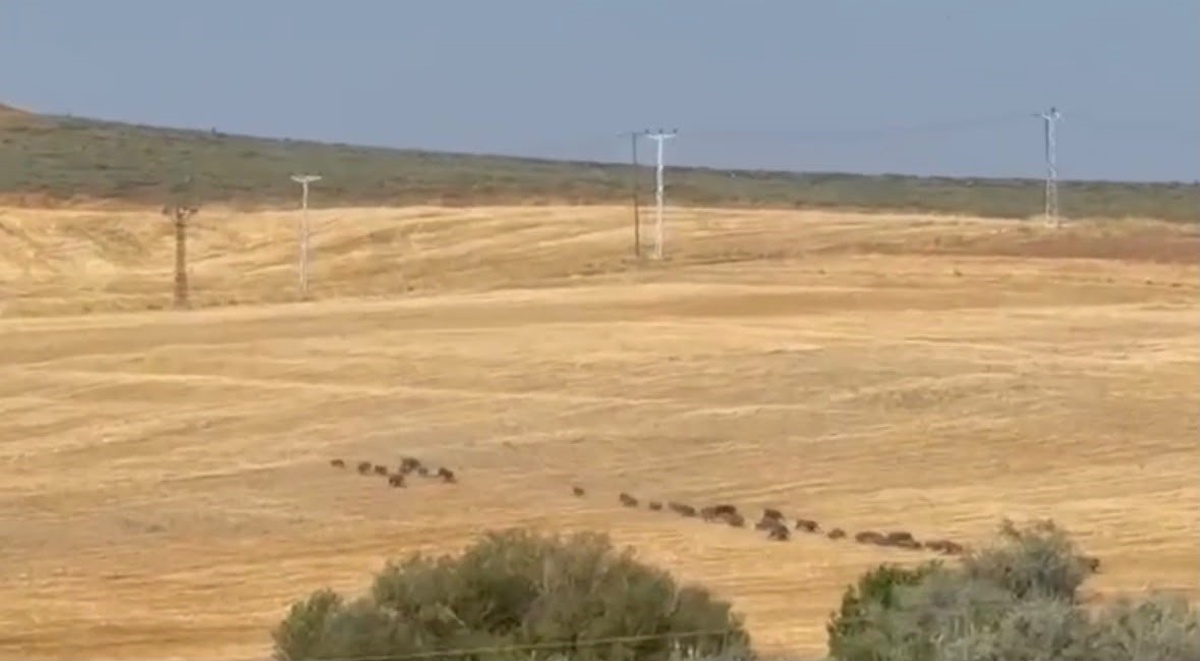 Tunceli\'de Domuz Sürüsü Yolda Görüntülendi