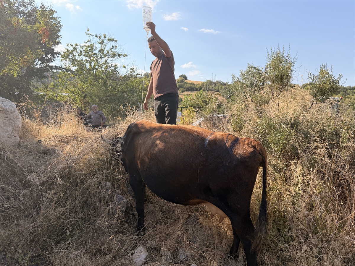 Çorum'da 20 büyükbaş zehirlendi, 5'i kesildi