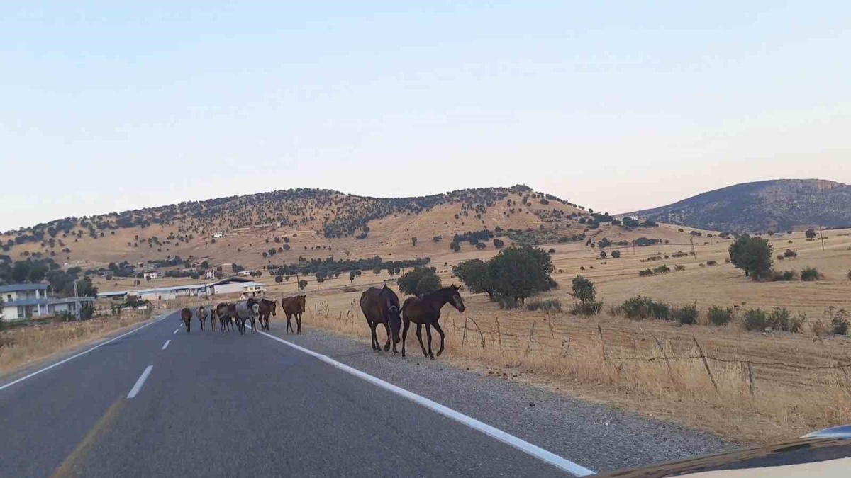 Yaban Atları Yolda Sürü İle Karşılaşma