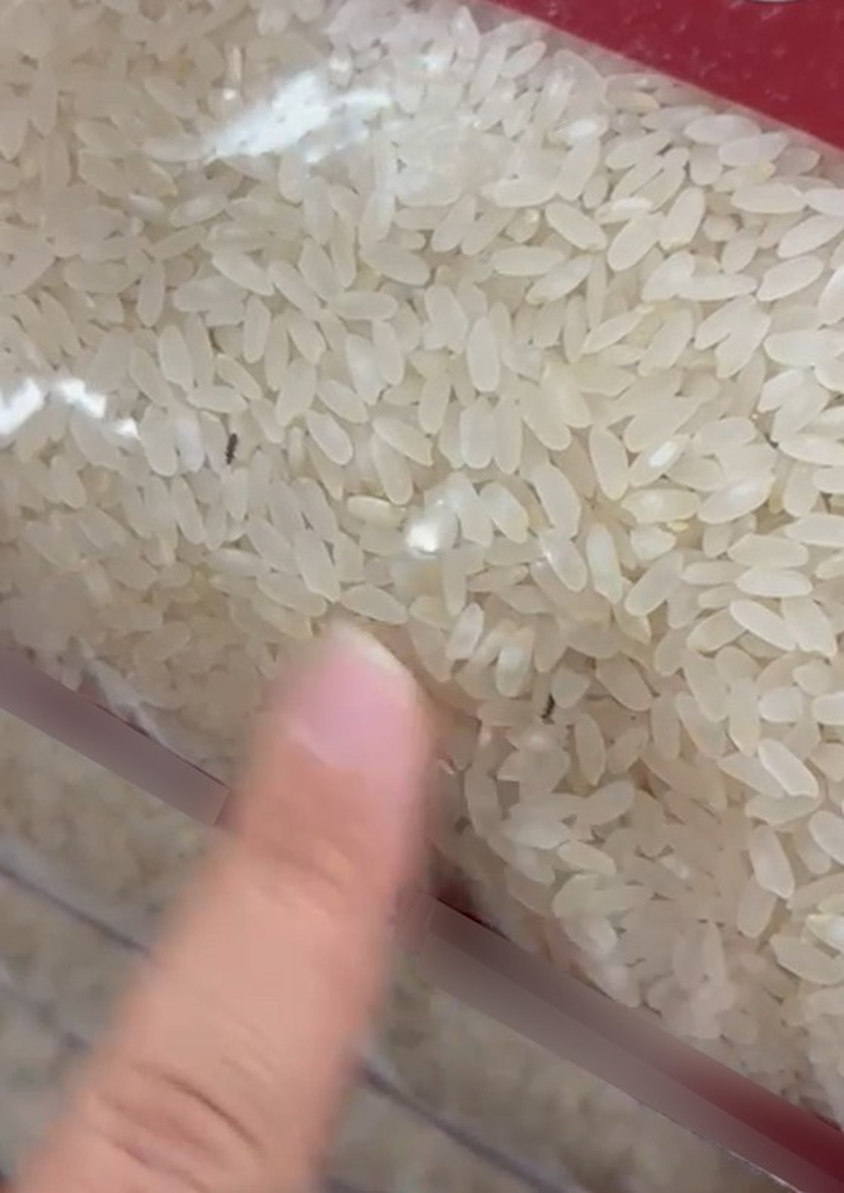 Elazığ\'da Pirinçte Böcek Skandalı