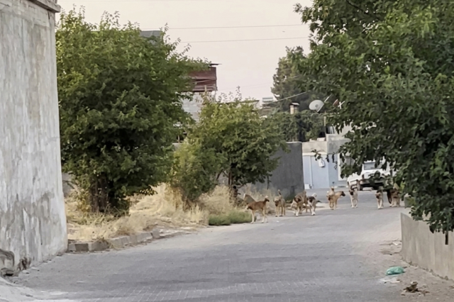 Gaziantep'te tedirgin eden görüntü: Başıboş sokak köpekleri adeta mahalleyi ele geçirdi