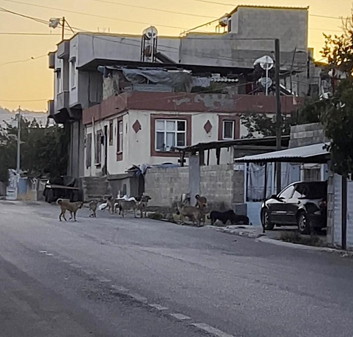 Gaziantep'te tedirgin eden görüntü: Başıboş sokak köpekleri sürü halinde